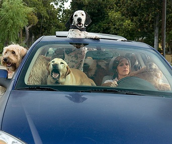 Scène du film Year of the Dog