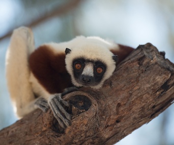 Une scène du film Island of Lemurs: Madagascar