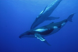 Scène du film Dauphins et baleines 3D