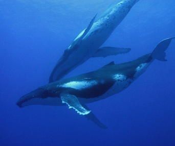 Scène du film Dauphins et baleines 3D