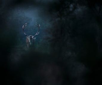 Image du film Le chant des forêts