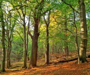 Une scène du film The Hidden Life of Trees