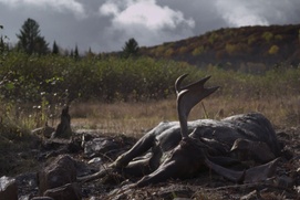 Image du film Festin boréal