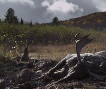 Image du film Festin boréal