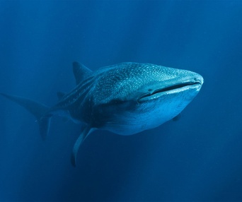 Une scène du film Oceans