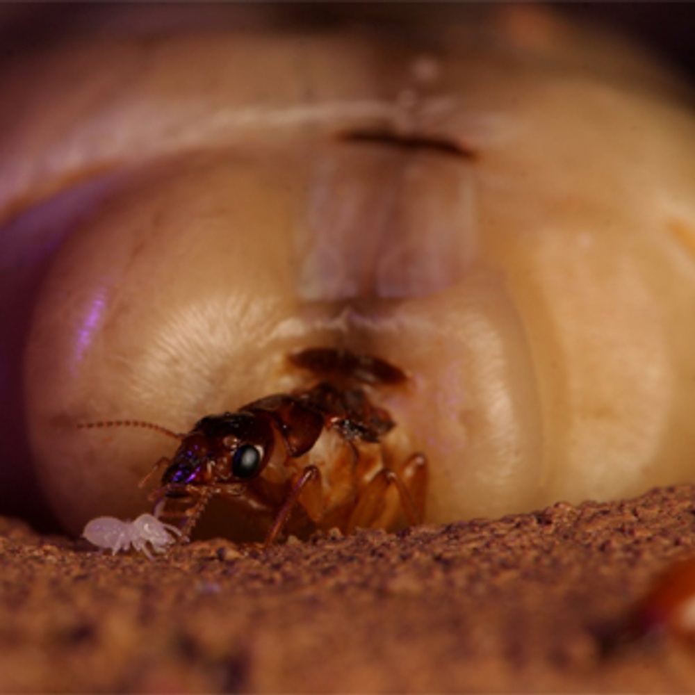 Galerie - Infestation d'insectes sur les écrans de cinéma