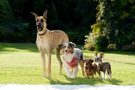 Une scène du film Marmaduke Une scène du film Marmaduke