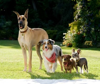 Une scène du film Marmaduke