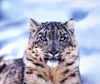 Image du film Wild Asia