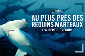 Image du film Au plus près des requins-marteaux
