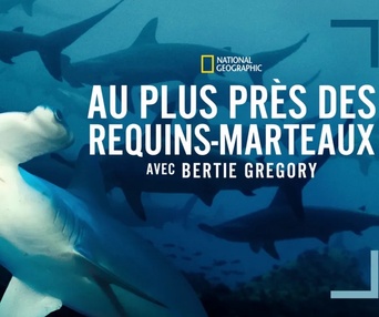 Image du film Au plus près des requins-marteaux