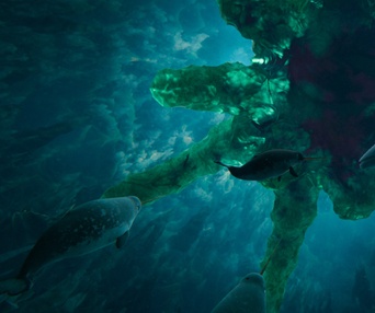 The Last Whale Singer