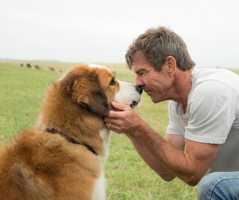 Une scène du film A Dog's Purpose