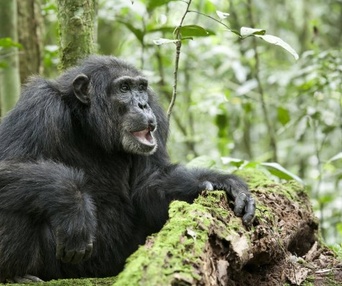 Une scène du film Chimpanzee