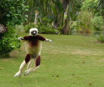 Une scène du film Island of Lemurs: Madagascar