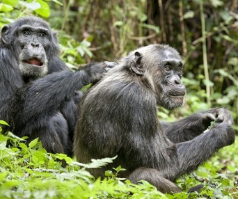 Une scène du film Chimpanzee
