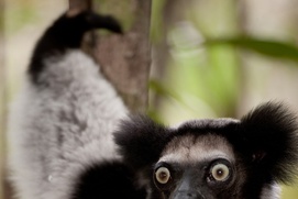 Une scène du film Island of Lemurs: Madagascar