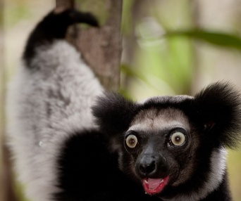 Une scène du film Island of Lemurs: Madagascar