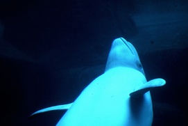 Scène du film La planète blanche