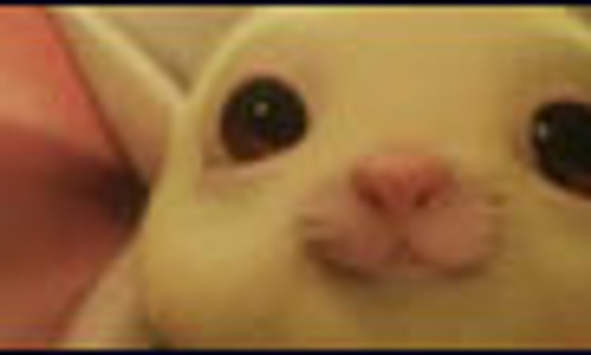 Bande-annonce en français du film Le conte de Despereaux