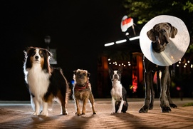 Une scène du film Strays Une scène du film Strays
