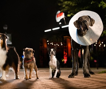 Une scène du film Strays