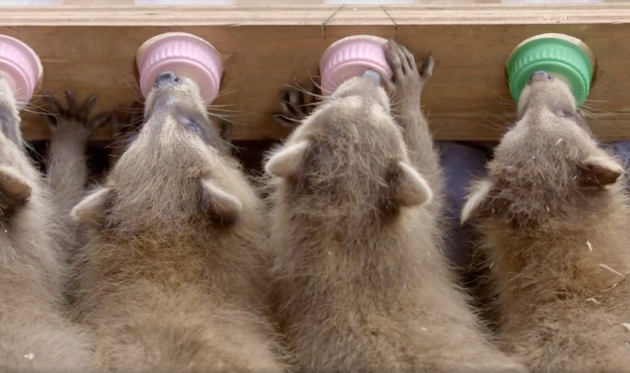 Cet extrait d'Un zoo pas comme les autres fait un tabac sur le web