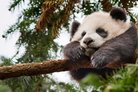 Une scène du film Born in China