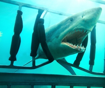 Une scène du film Shark Night 3D