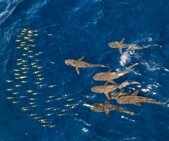 Image du film Wild Asia