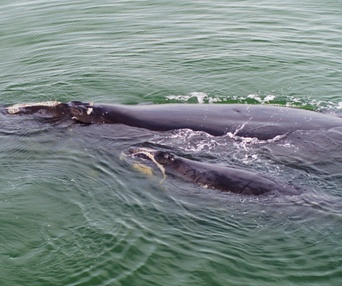 Une scène du film Last of the Right Whales