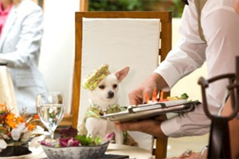 Scène du film Beverly Hills Chihuahua