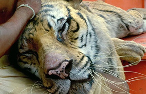 Une scène du film Life of Pi