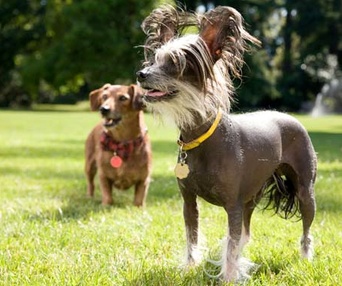Une scène du film Marmaduke