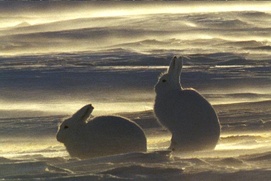 Scène du film La planète blanche