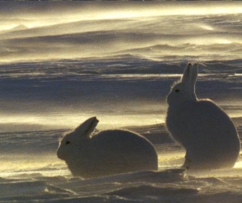 Scène du film La planète blanche