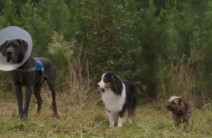 Bande-annonce en anglais