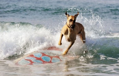 Une scène de Marmaduke