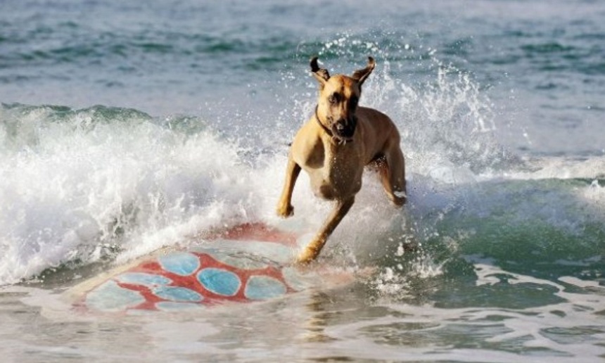 Sorties DVD : Marmaduke