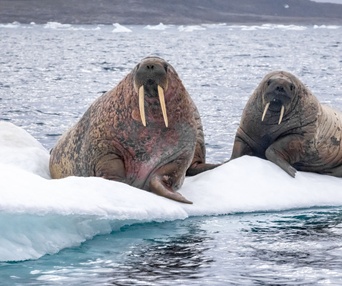 Une scène du film Under Thin Ice