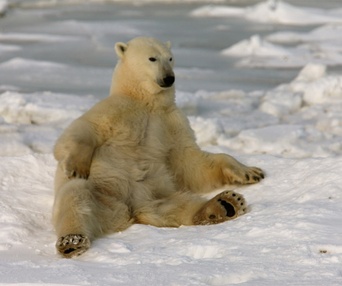 Une scène du film To the Arctic 3D