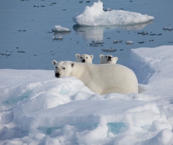 Image du film To the artic 3D