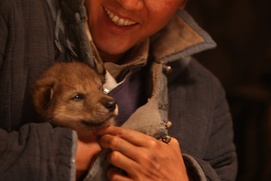 Une scène du film Wolf Totem