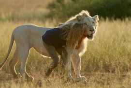 Une scène du film Mia et le lion blanc Une scène du film Mia et le lion blanc