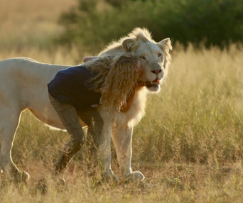 Une scène du film Mia et le lion blanc