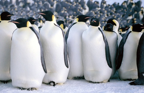 Une scène du film March of the Penguins