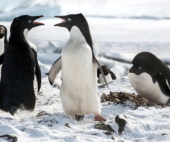 Une scène du film Penguins