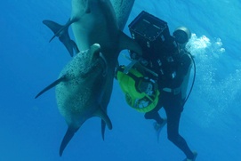 Scène du film Dauphins et baleines 3D