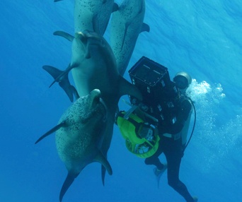 Scène du film Dauphins et baleines 3D