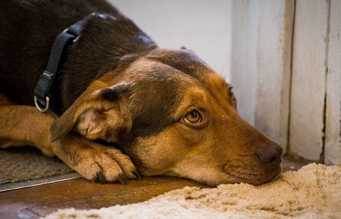 Une scène du film A Dog's Way Home